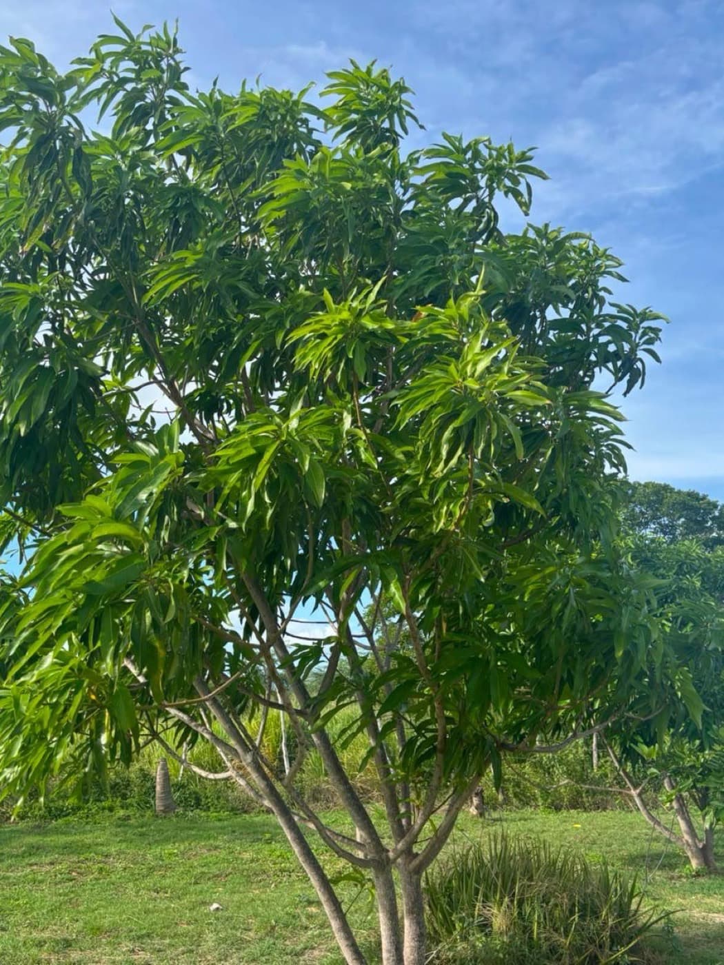 Fruit trees in the garden